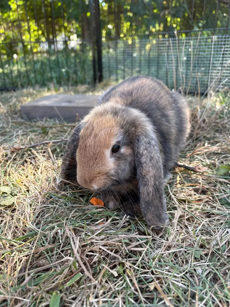 Hnědý klopoušatý králík na trávě
