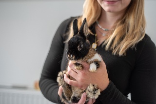 Králík na podložce během lekce jógy s králíčky v Ostravě